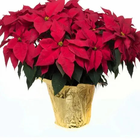10" Poinsettia - Red or White