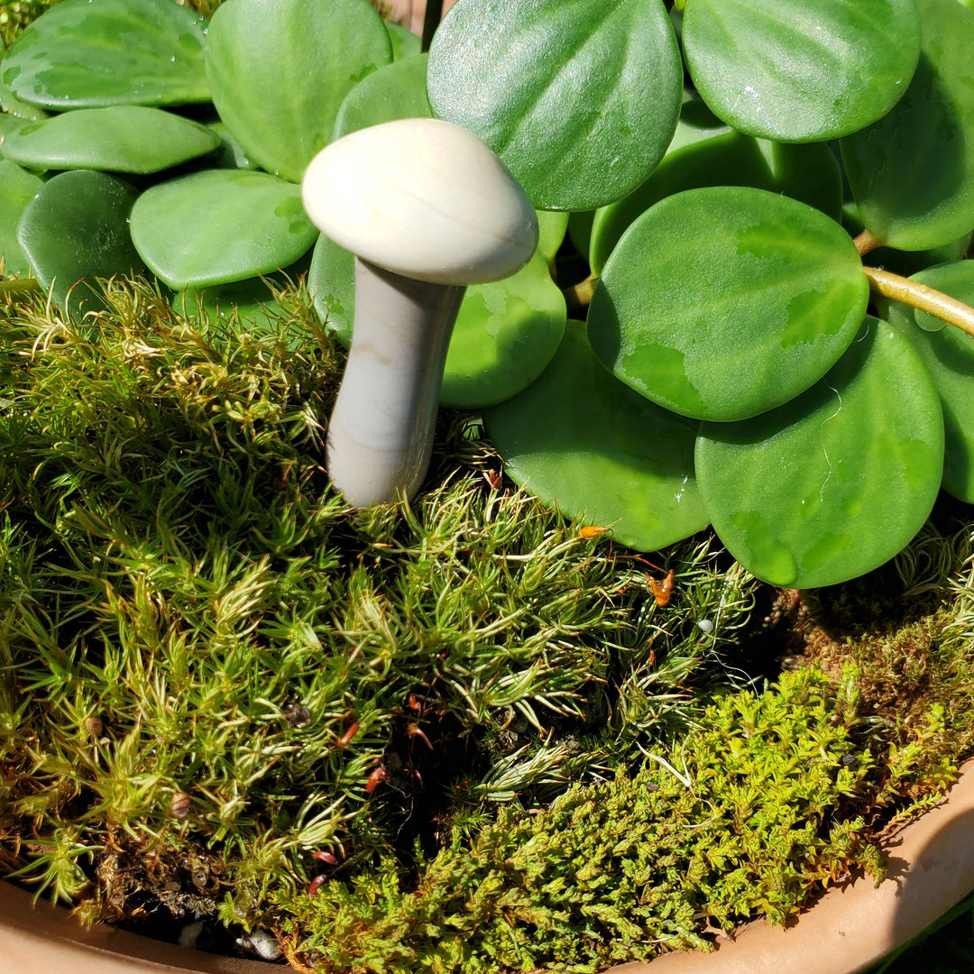 Glass Mushroom Plant Buddy - Sandy Grey