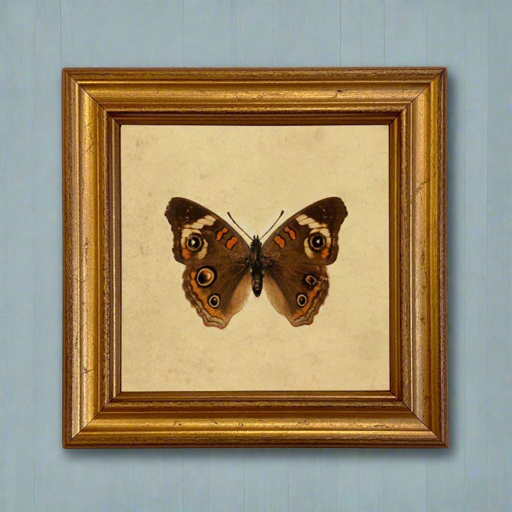Buckeye Butterfly Vintage Style Illustration Framed Print - BUNKHAUS