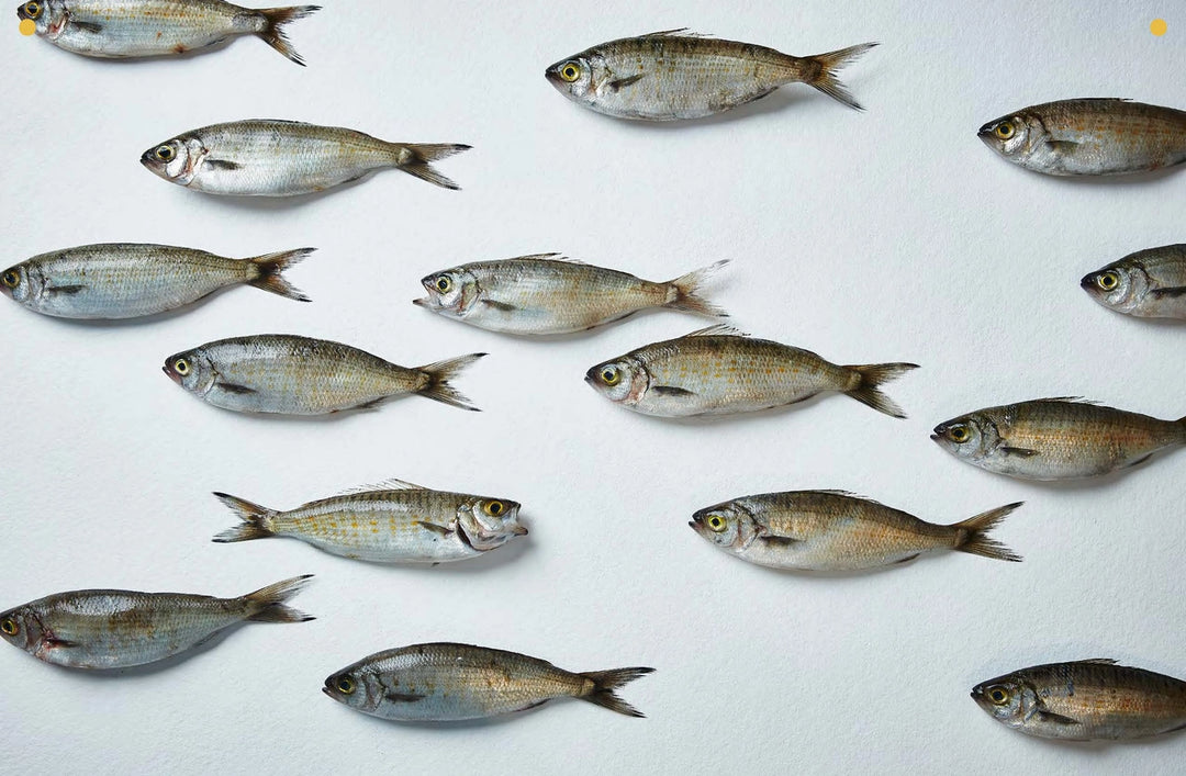 Take One Fish