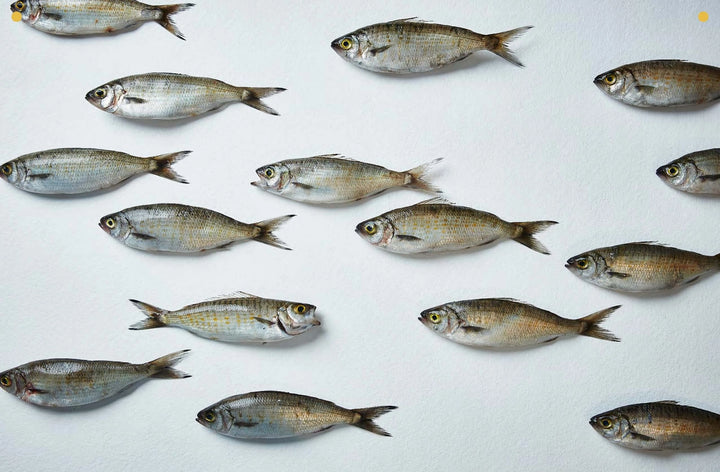 Take One Fish
