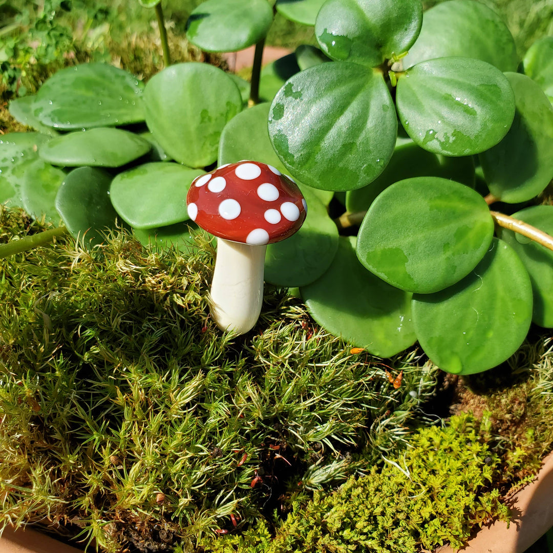 Glass Mushroom Plant Buddy - Amanita Muscaria