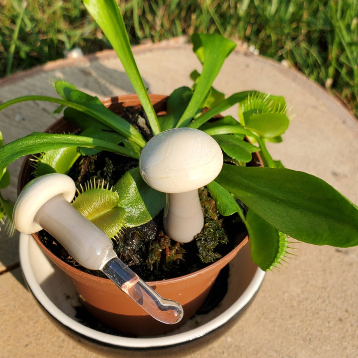 Glass Mushroom Plant Buddy - Sandy Grey
