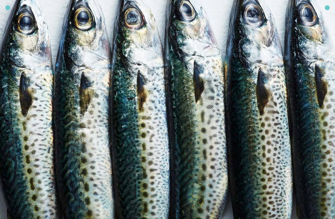 Take One Fish