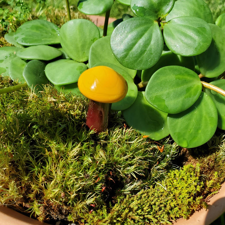 Glass Mushroom Plant Buddy - Dark Orange and Brown
