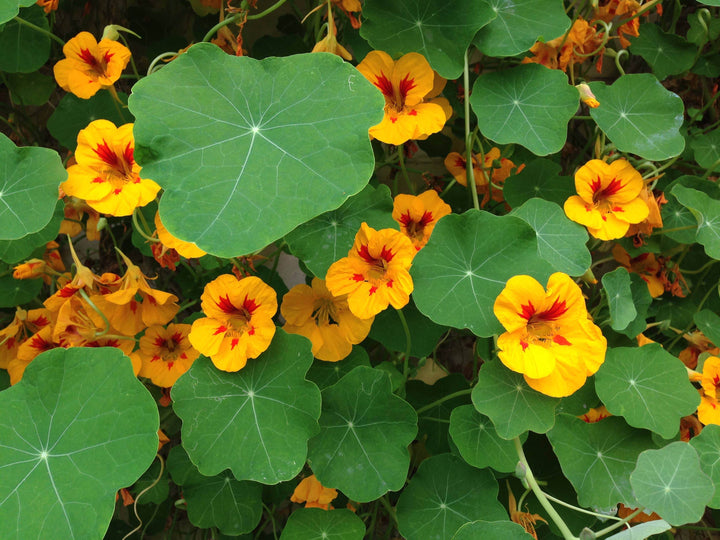 Nasturtium - Flower Seed Grow Kit - BUNKHAUS