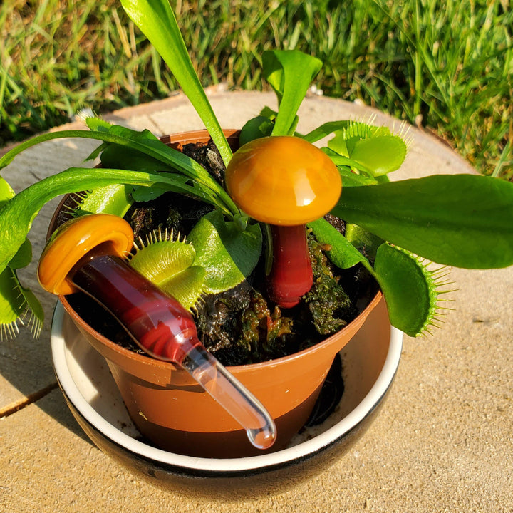 Glass Mushroom Plant Buddy - Dark Orange and Brown