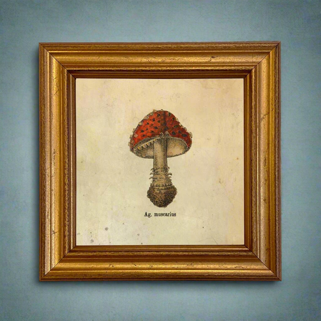 Ag. Muscarius Mushroom Vintage Illustration Framed Print - BUNKHAUS