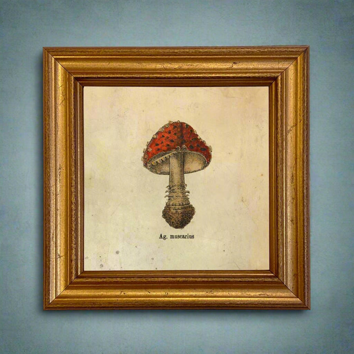 Ag. Muscarius Mushroom Vintage Illustration Framed Print - BUNKHAUS