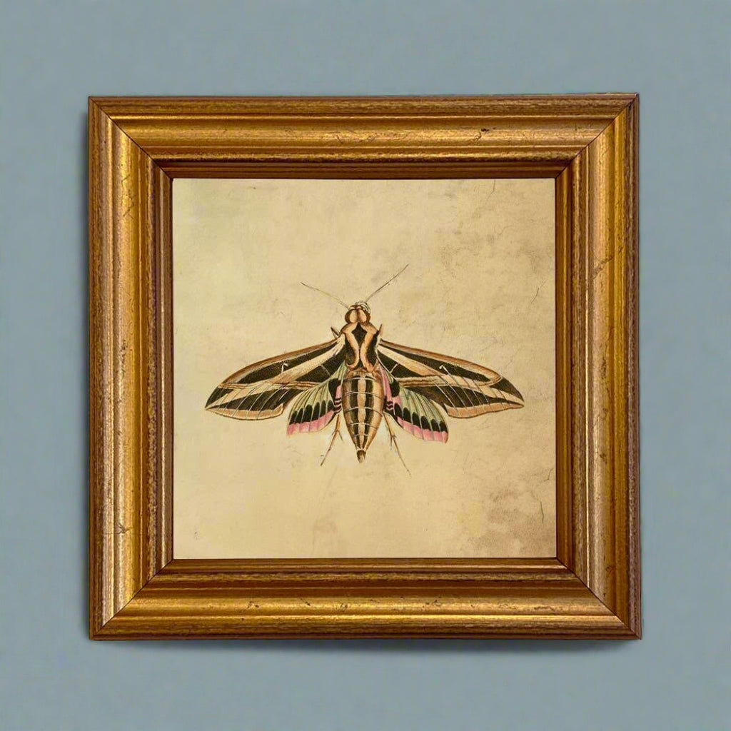 Sphinx Moth Vintage Style Illustration Framed Print - BUNKHAUS