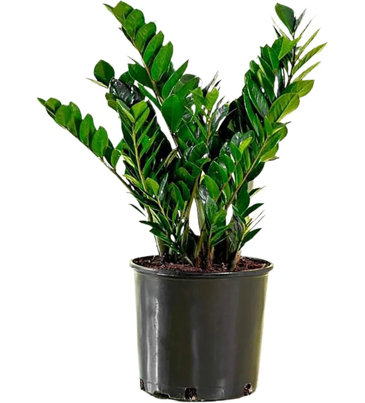 Plant - 10" ZZ Plant