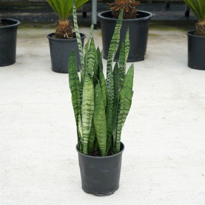 Snake Plant 'Sansevieria Zeylanica' 10"