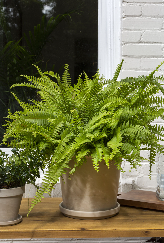 Granite Pot with Saucer