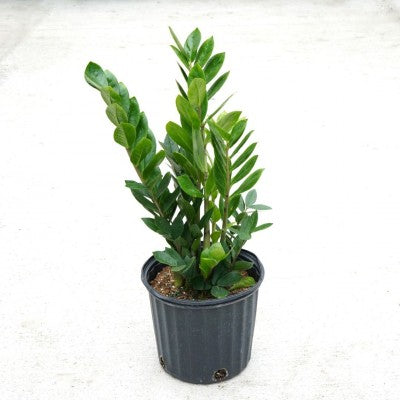 Plant - 10" ZZ Plant