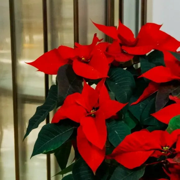10" Poinsettia - Red or White