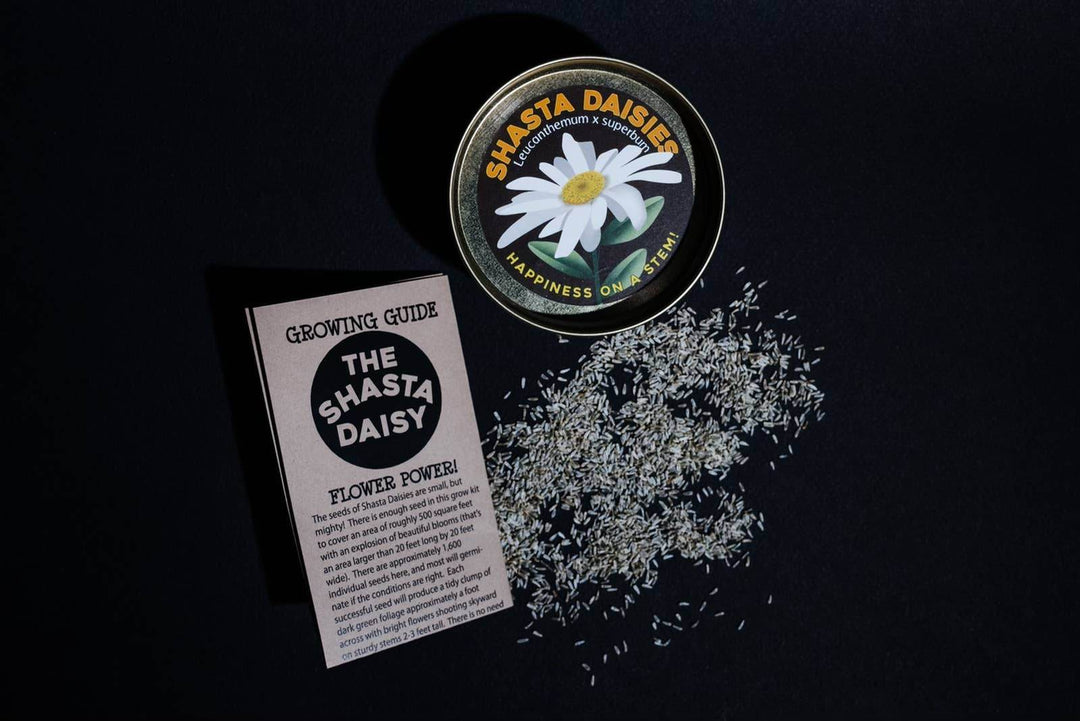 Shasta Daisy - Flower Seed Grow Kit - BUNKHAUS