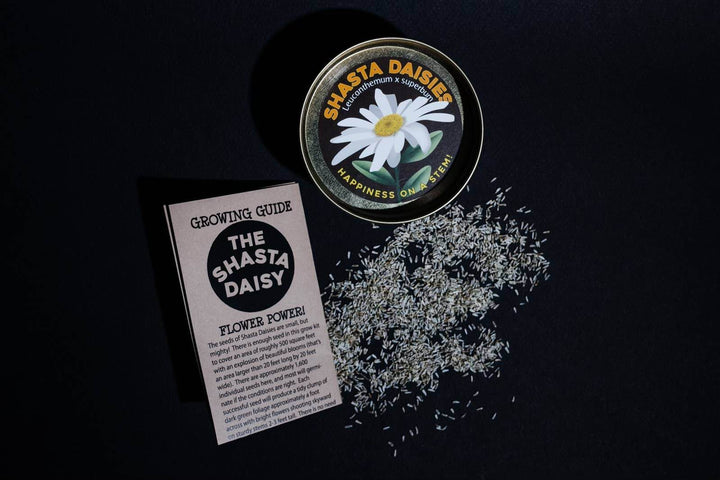 Shasta Daisy - Flower Seed Grow Kit - BUNKHAUS