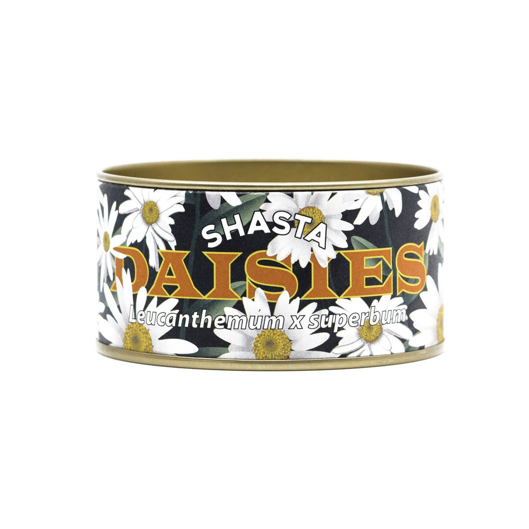 Shasta Daisy - Flower Seed Grow Kit - BUNKHAUS