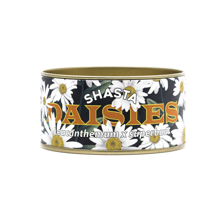 Shasta Daisy - Flower Seed Grow Kit - BUNKHAUS