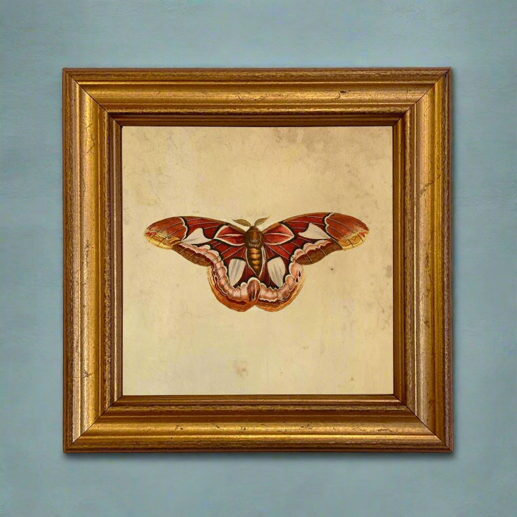Atlas Moth Vintage Style Illustration Framed Print - BUNKHAUS