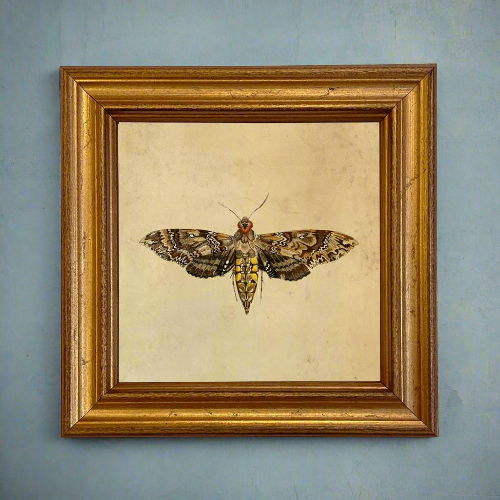 Hawk Moth Vintage Style Illustration Framed Print - BUNKHAUS