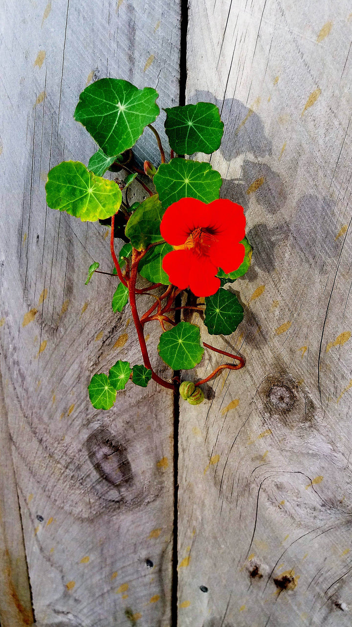 Nasturtium - Flower Seed Grow Kit - BUNKHAUS