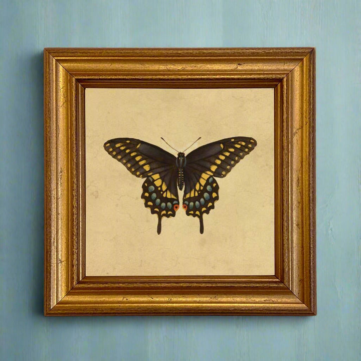 Eastern Black Swallowtail Butterfly Vintage Style Print - BUNKHAUS