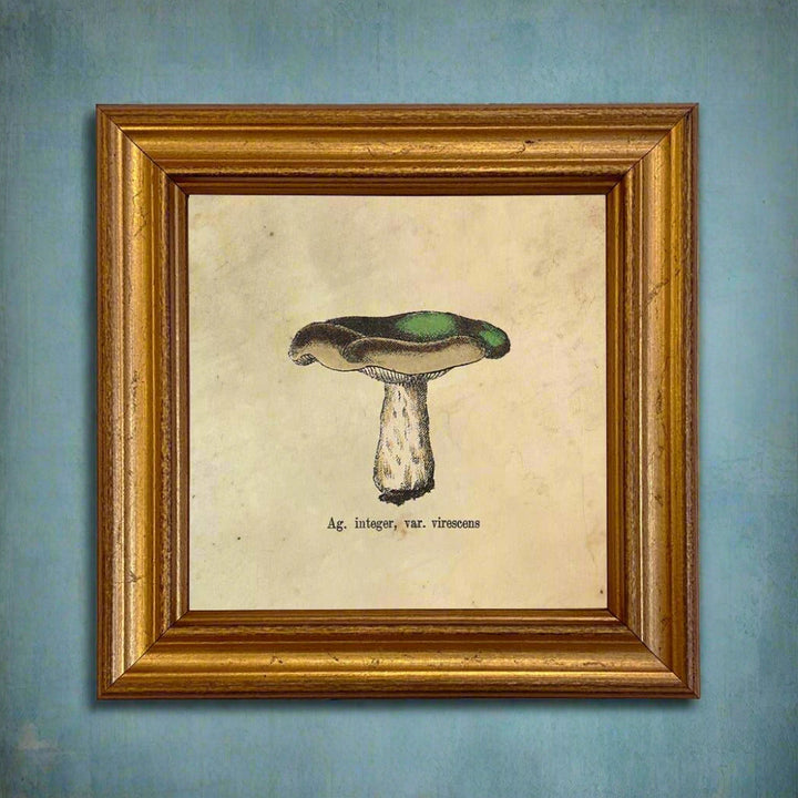 Ag Integer Mushroom Vintage Style Illustration Framed Print - BUNKHAUS