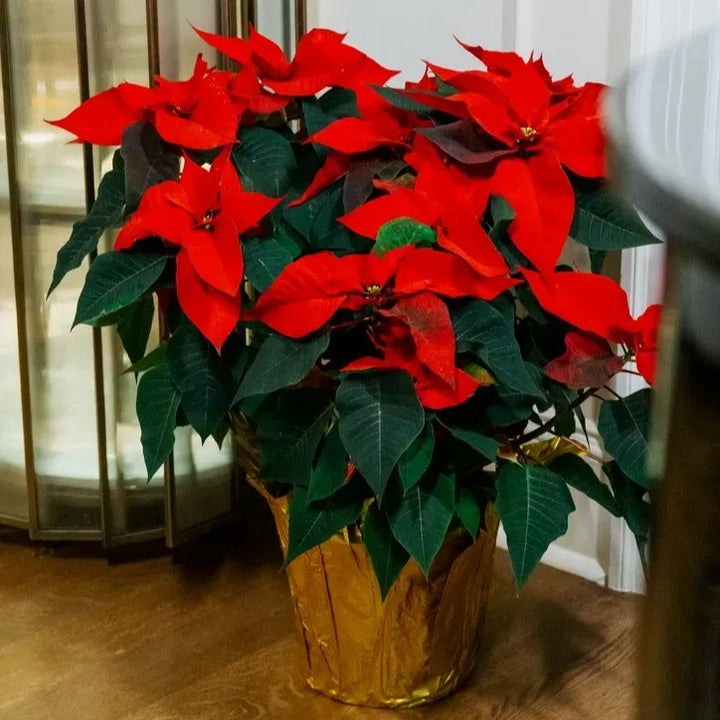 10" Poinsettia - Red or White