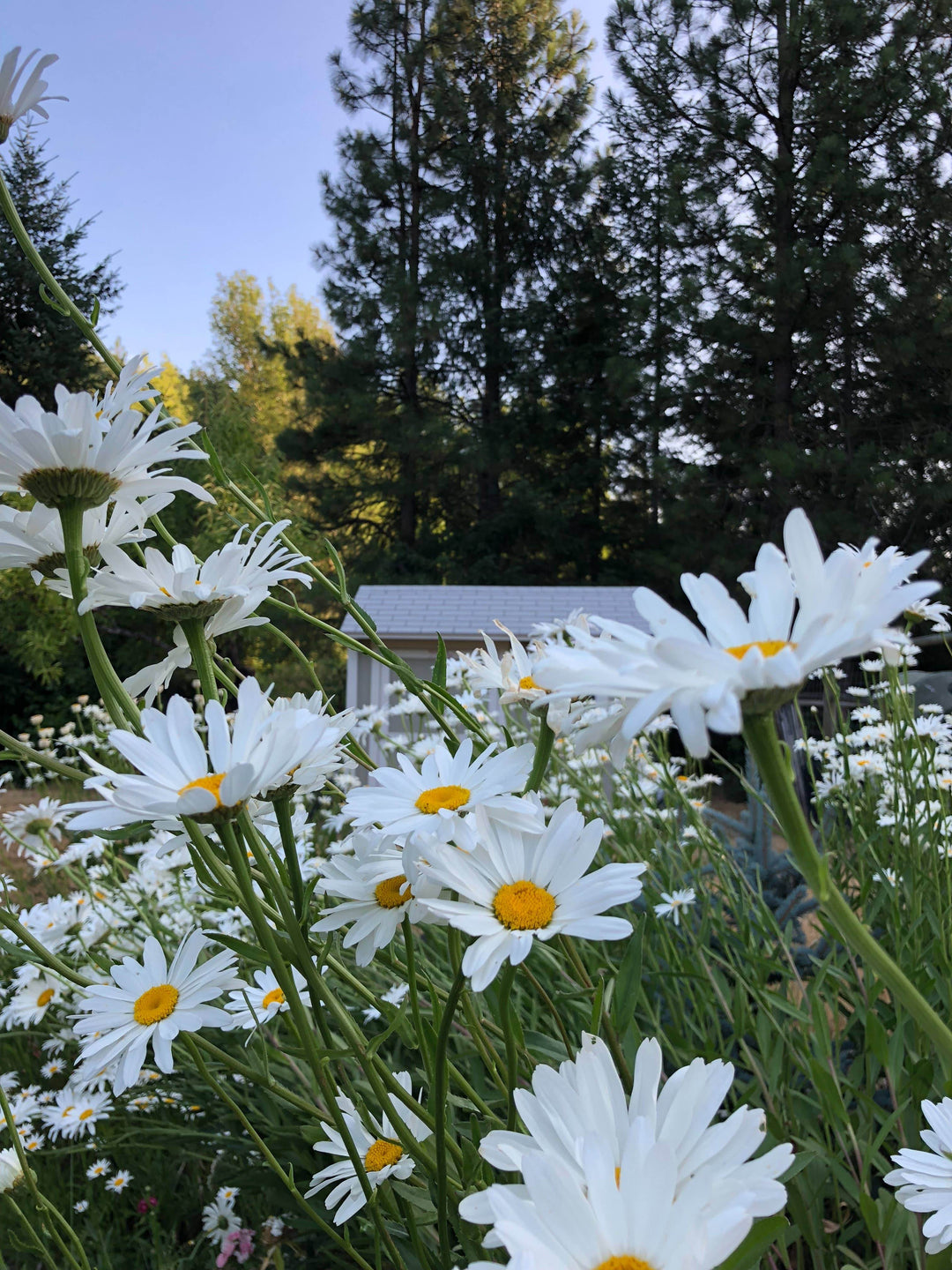 Shasta Daisy - Flower Seed Grow Kit - BUNKHAUS