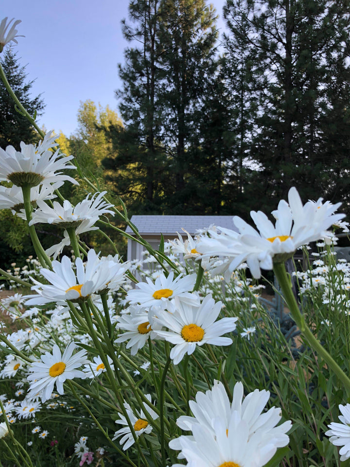 Shasta Daisy - Flower Seed Grow Kit - BUNKHAUS