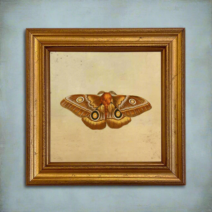 Emperor Moth Vintage Style Illustration Framed Print - BUNKHAUS