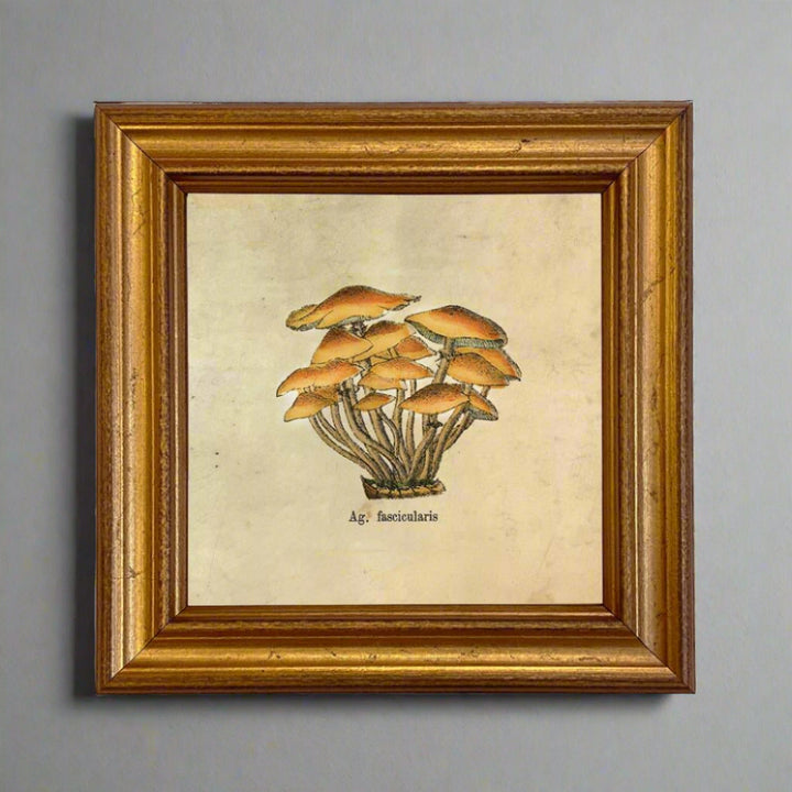 Ag. Fascicularis Mushroom Vintage Style Illustration Print - BUNKHAUS